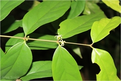 Canthium angustifolium